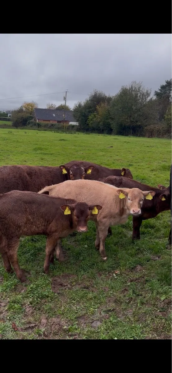 Cow and calf - Image 3