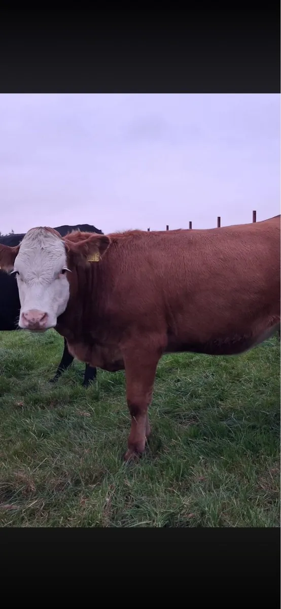 Cow and calf - Image 1