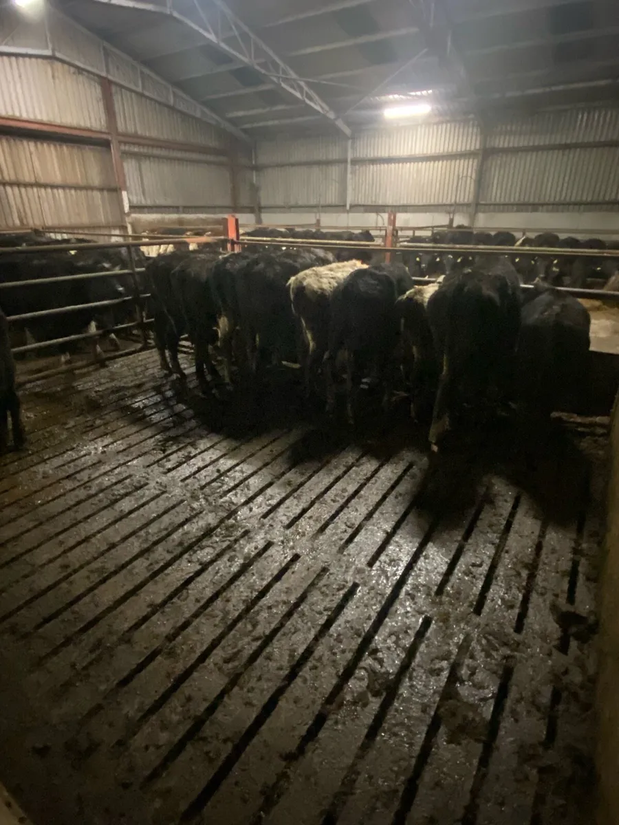 35 bullocks - Image 2