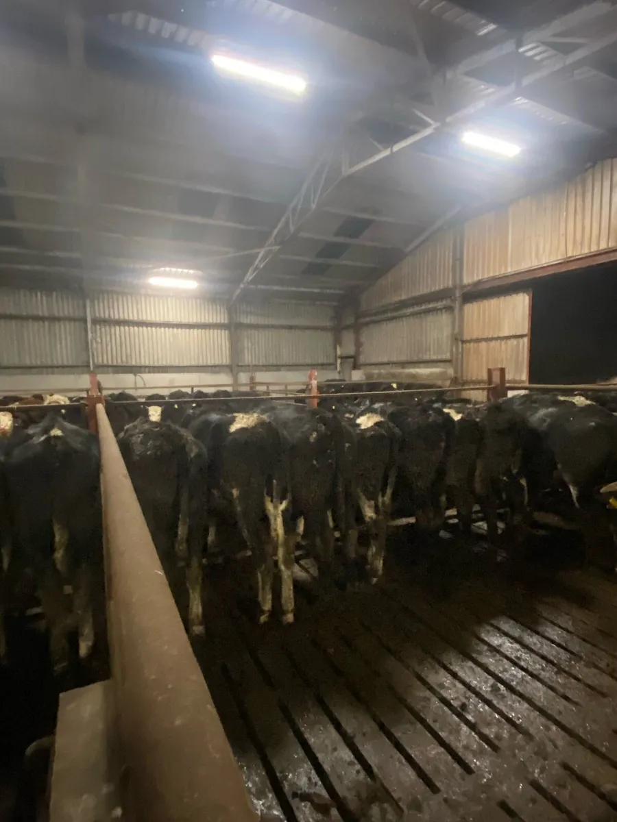 35 bullocks - Image 3