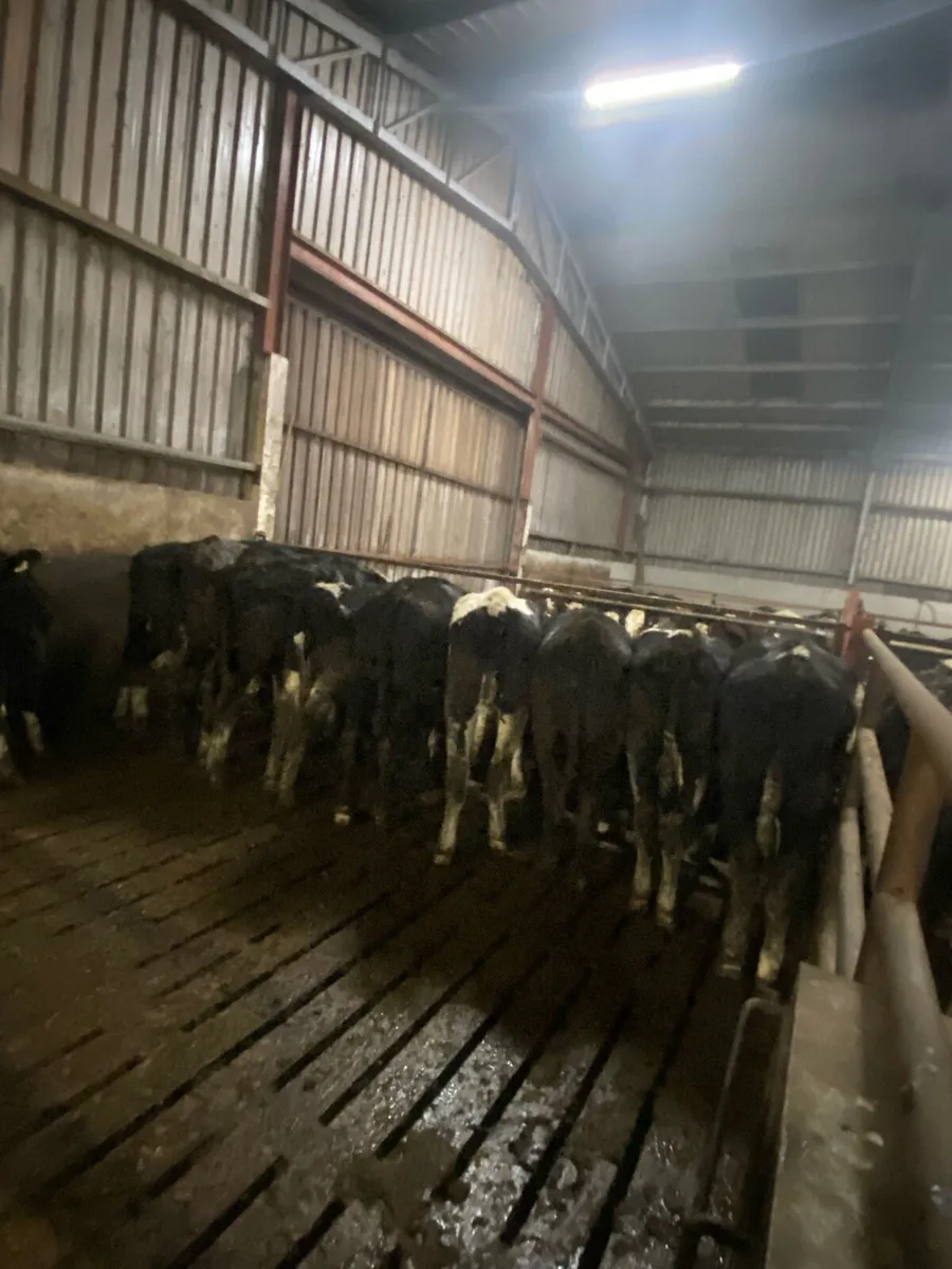 35 bullocks - Image 4