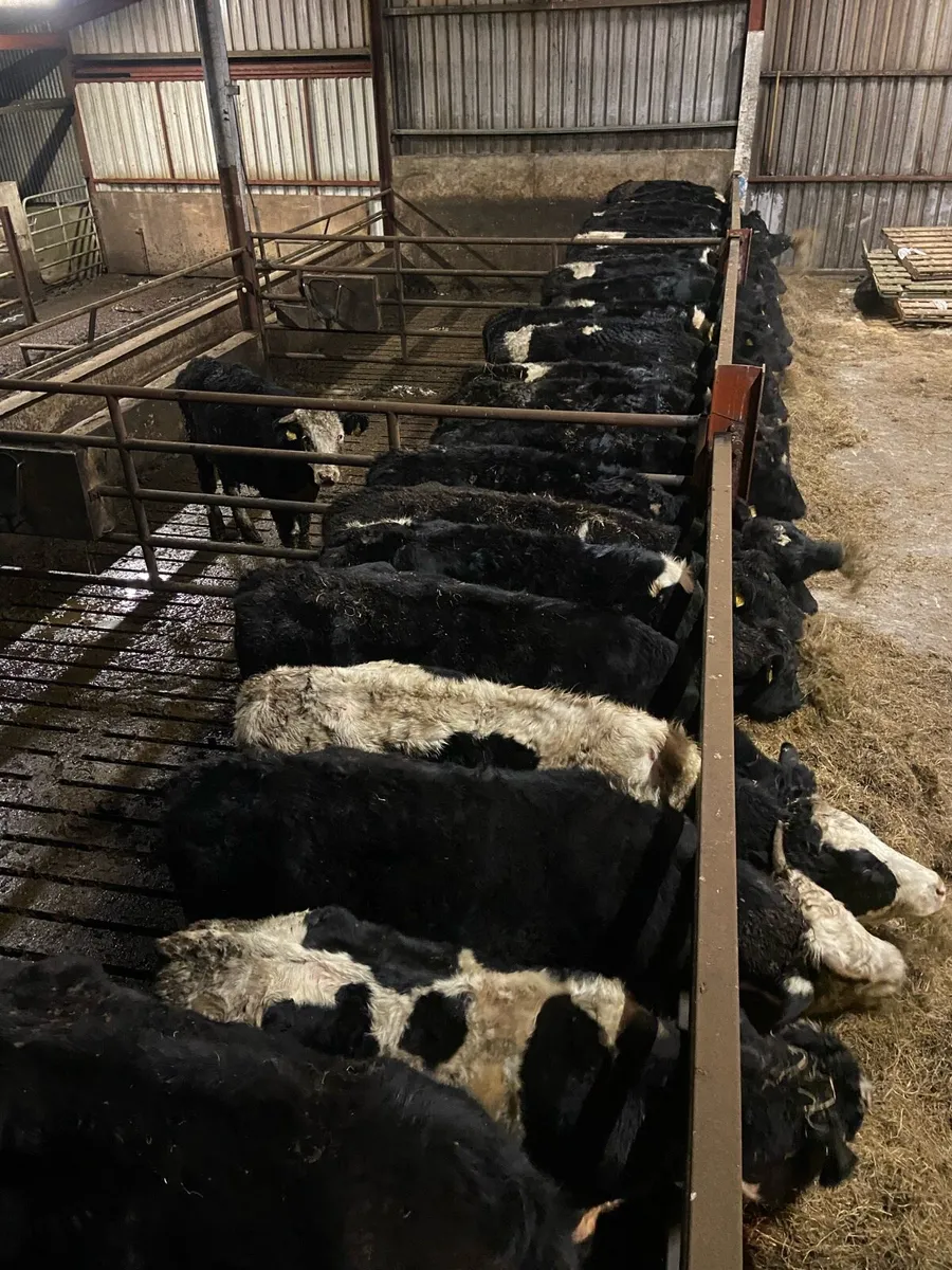 35 bullocks - Image 1