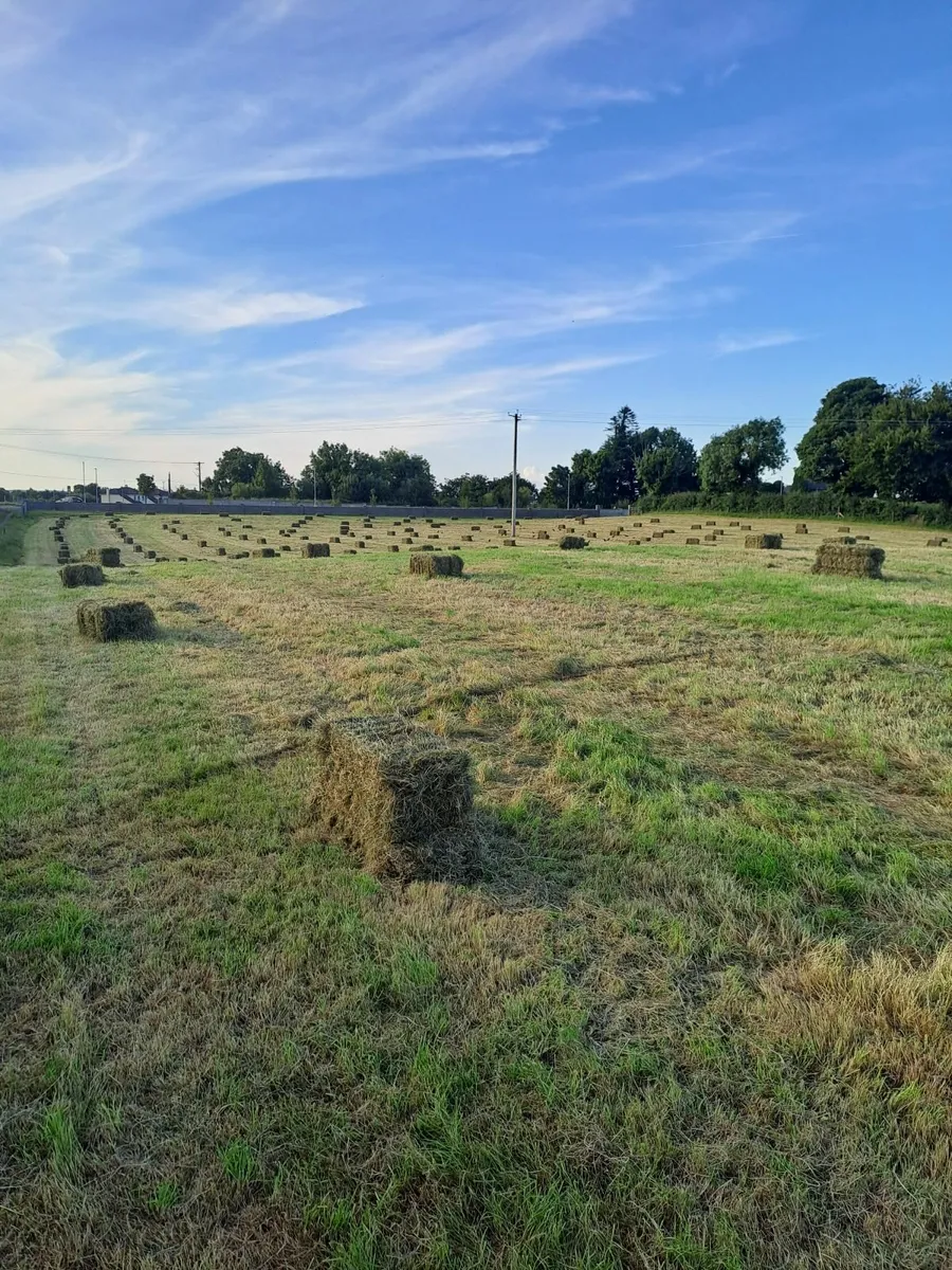 Hay square bales - Image 2