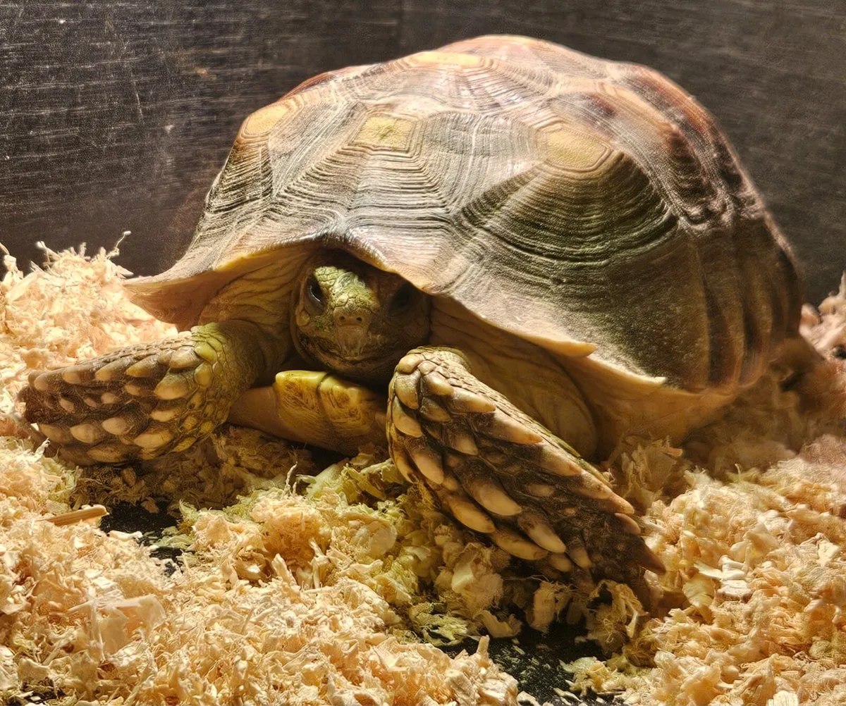 Female Sulcata Tortoise for Sale - Image 1