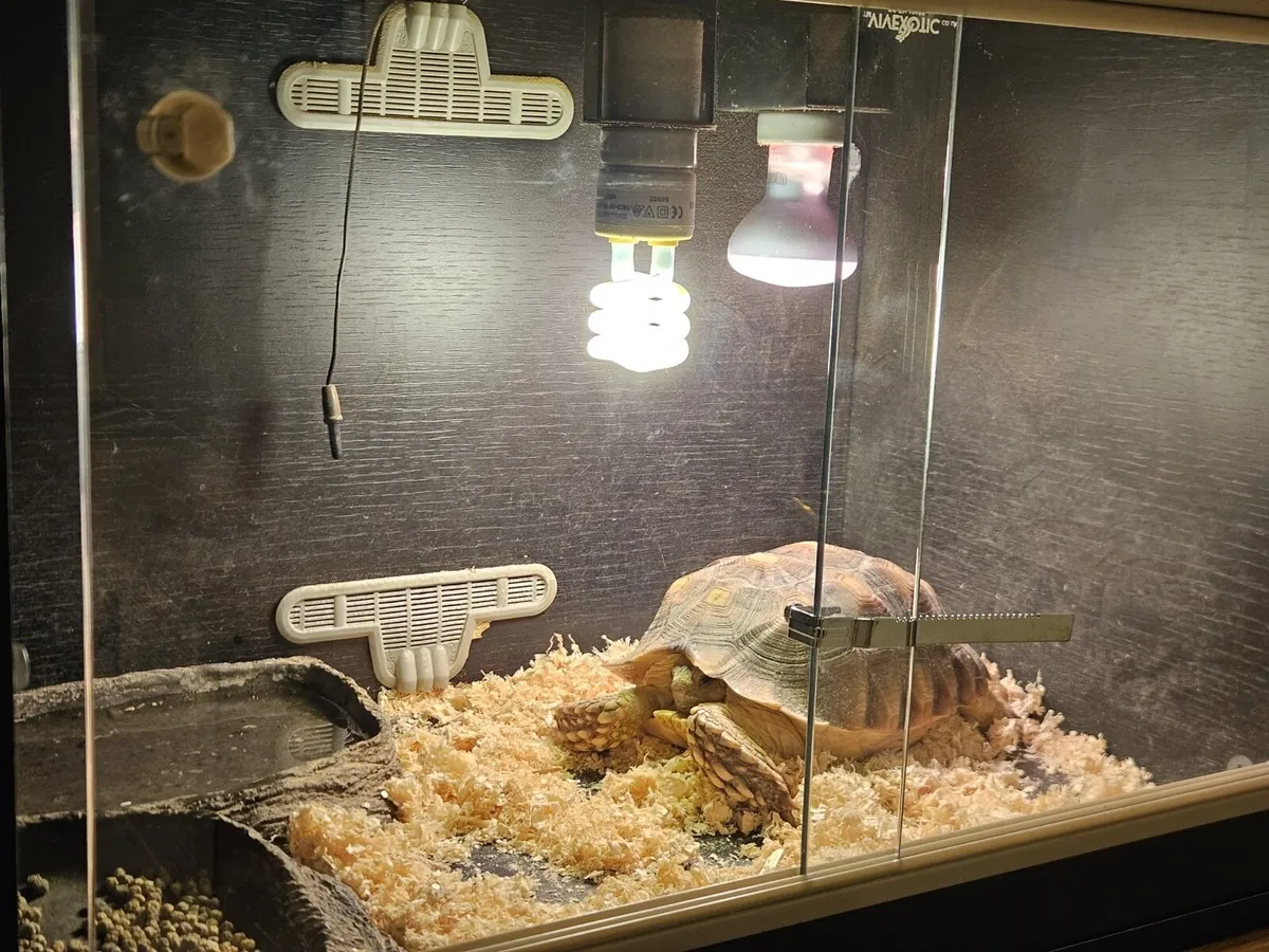 Female Sulcata Tortoise for Sale - Image 2