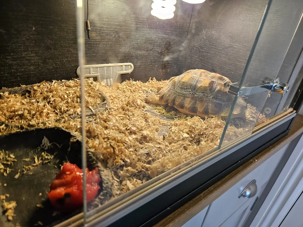 Female Sulcata Tortoise for Sale - Image 3