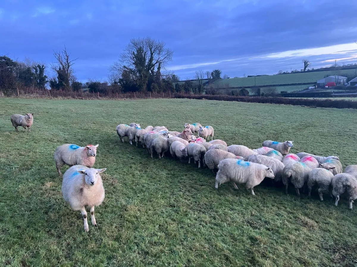 Organic ewe lambs - Image 1