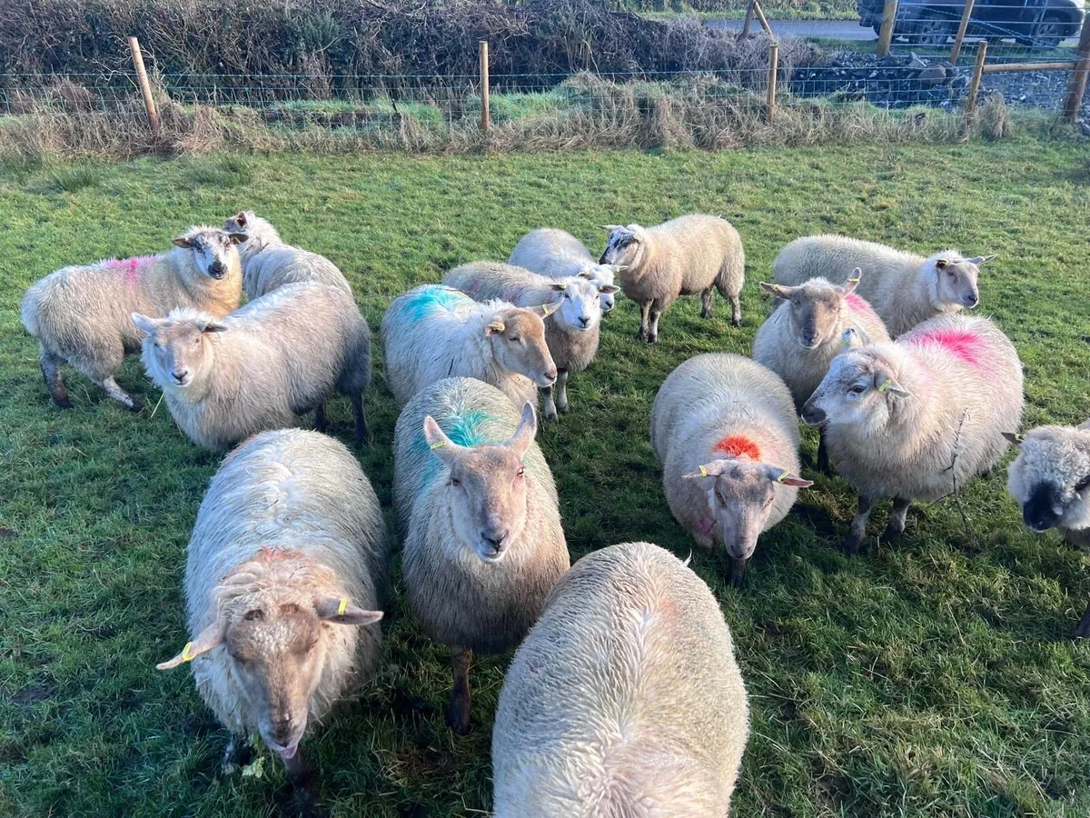 Organic ewe lambs - Image 3