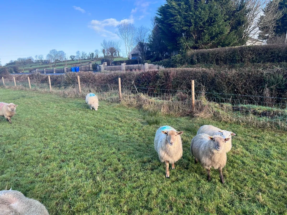 Organic ewe lambs - Image 4
