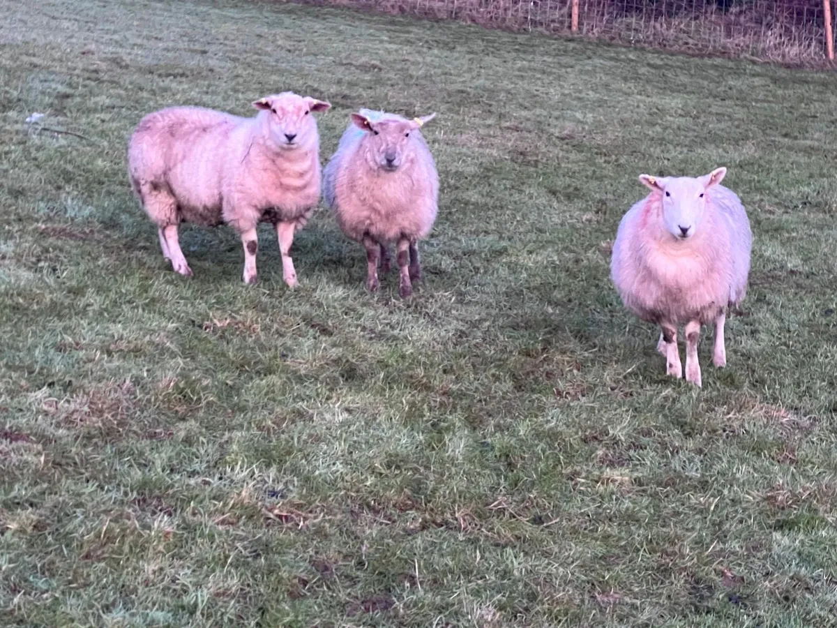 Organic ewe lambs - Image 2