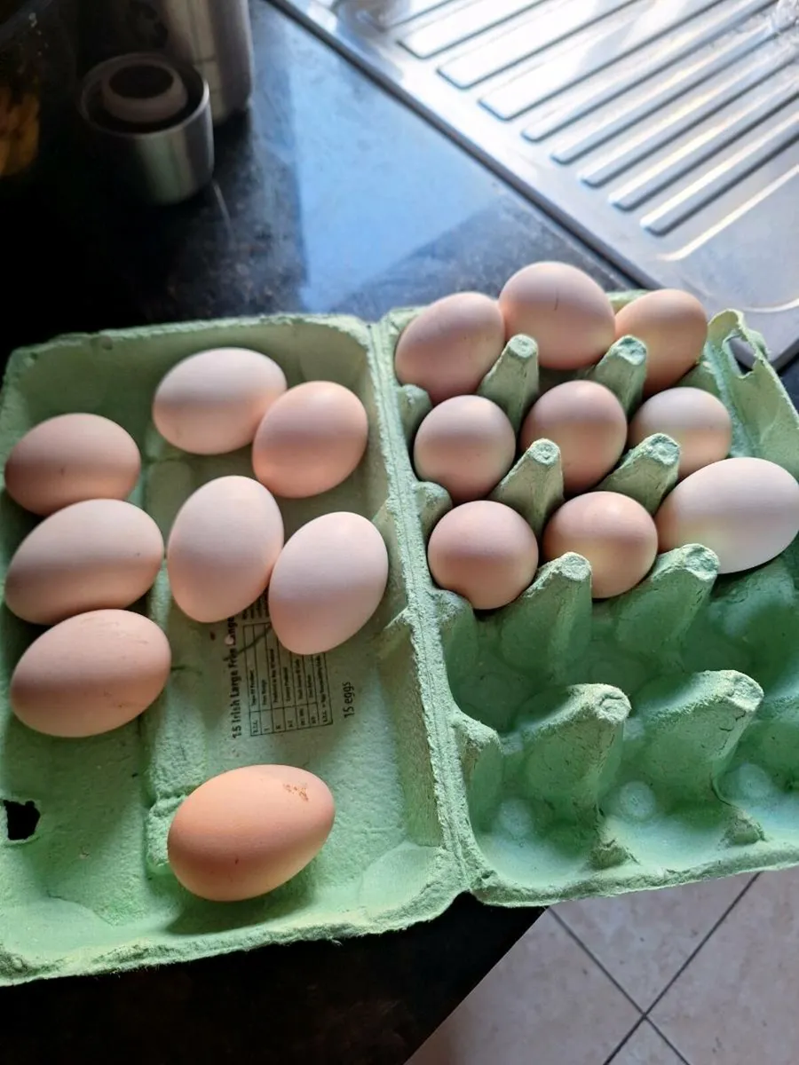 Hatching Duck and Hen eggs. - Image 4