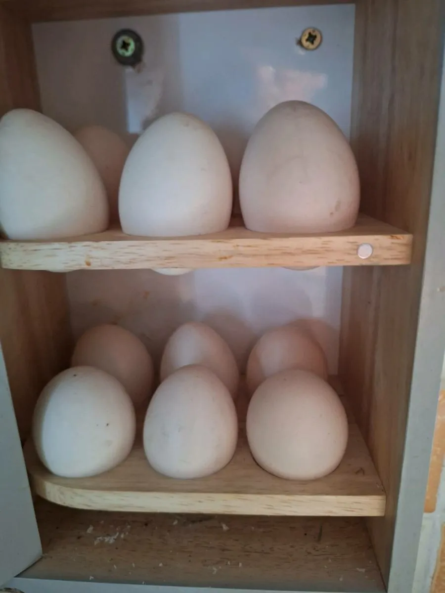 Hatching Duck and Hen eggs. - Image 4