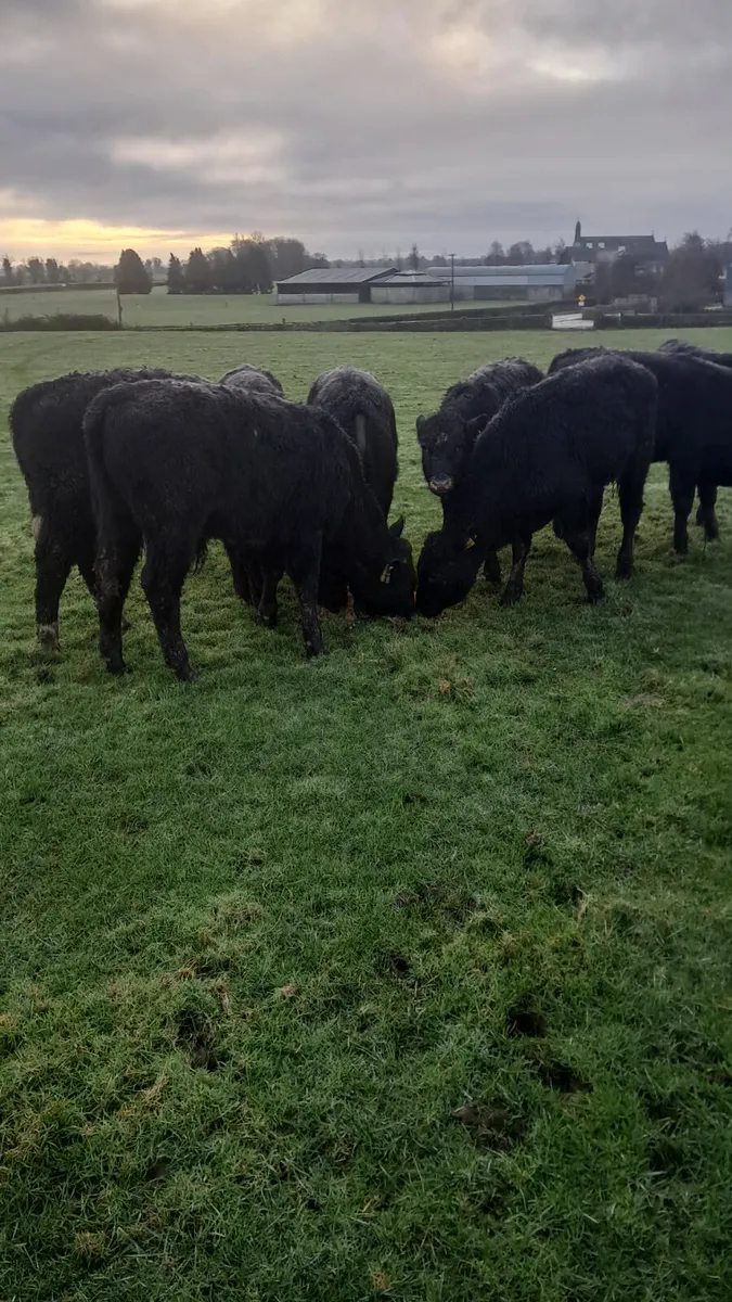 Limision  weanlings - Image 1