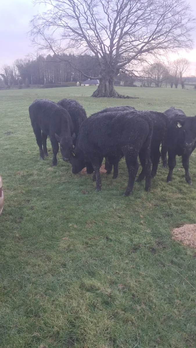 Limision  weanlings - Image 3