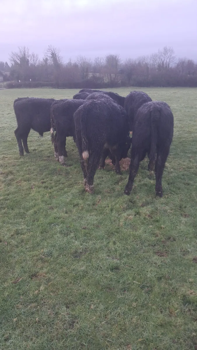 Limision  weanlings - Image 4