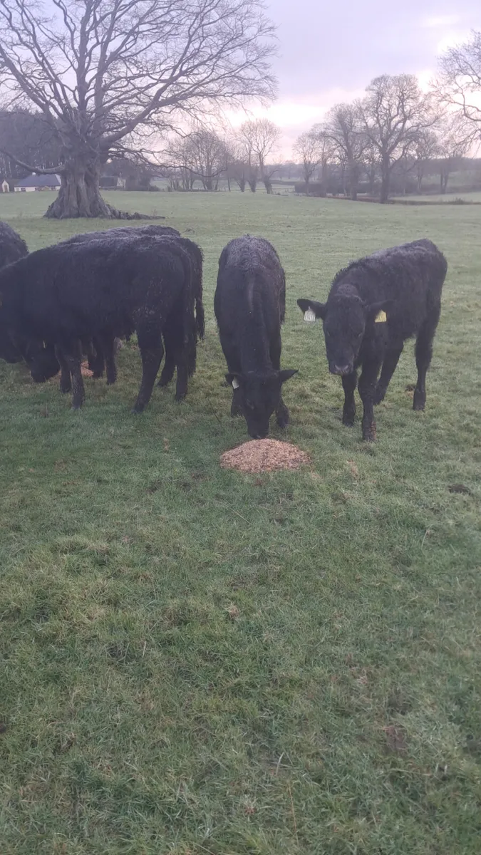 Limision  weanlings - Image 2