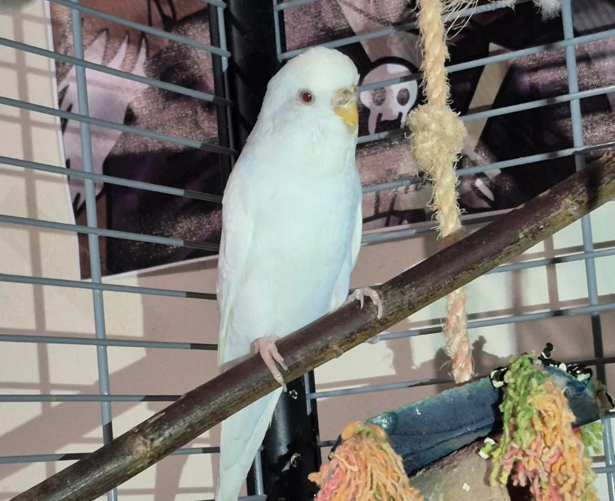 Healthy 3-Year-Old Budgie Full Cage & Accessories - Image 3