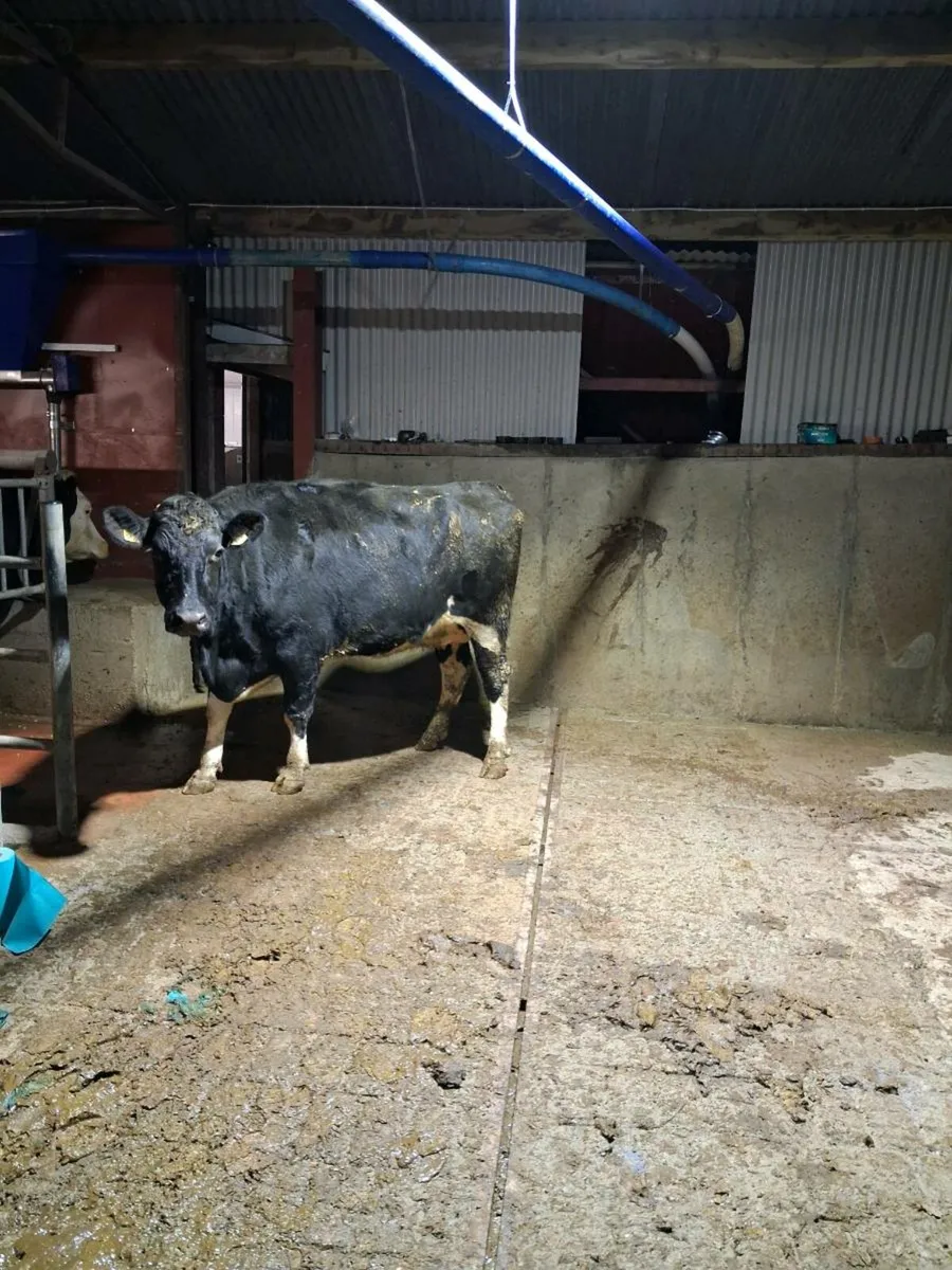 Heifer suitable for calves - Image 1