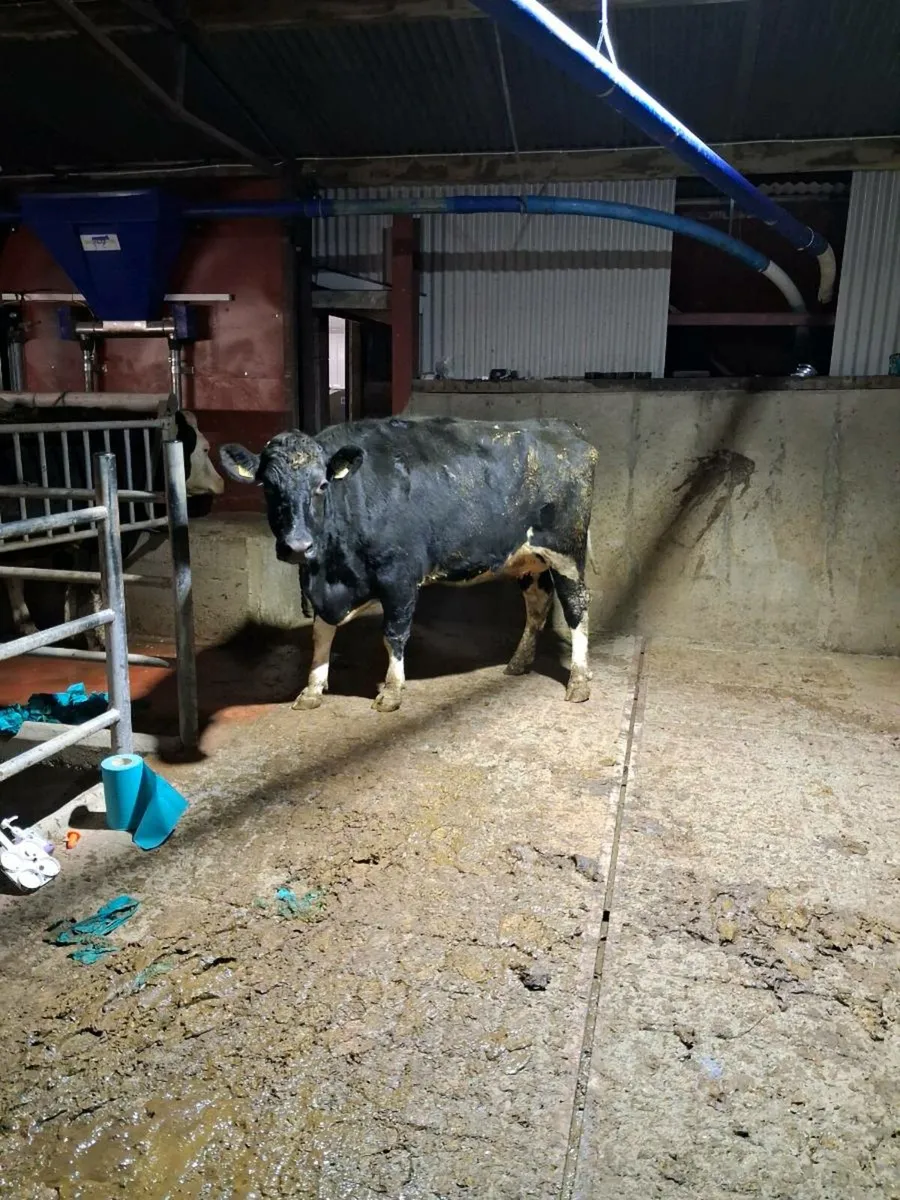 Heifer suitable for calves - Image 2