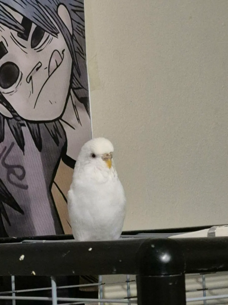 Healthy 3-Year-Old Budgie Full Cage & Accessories - Image 4