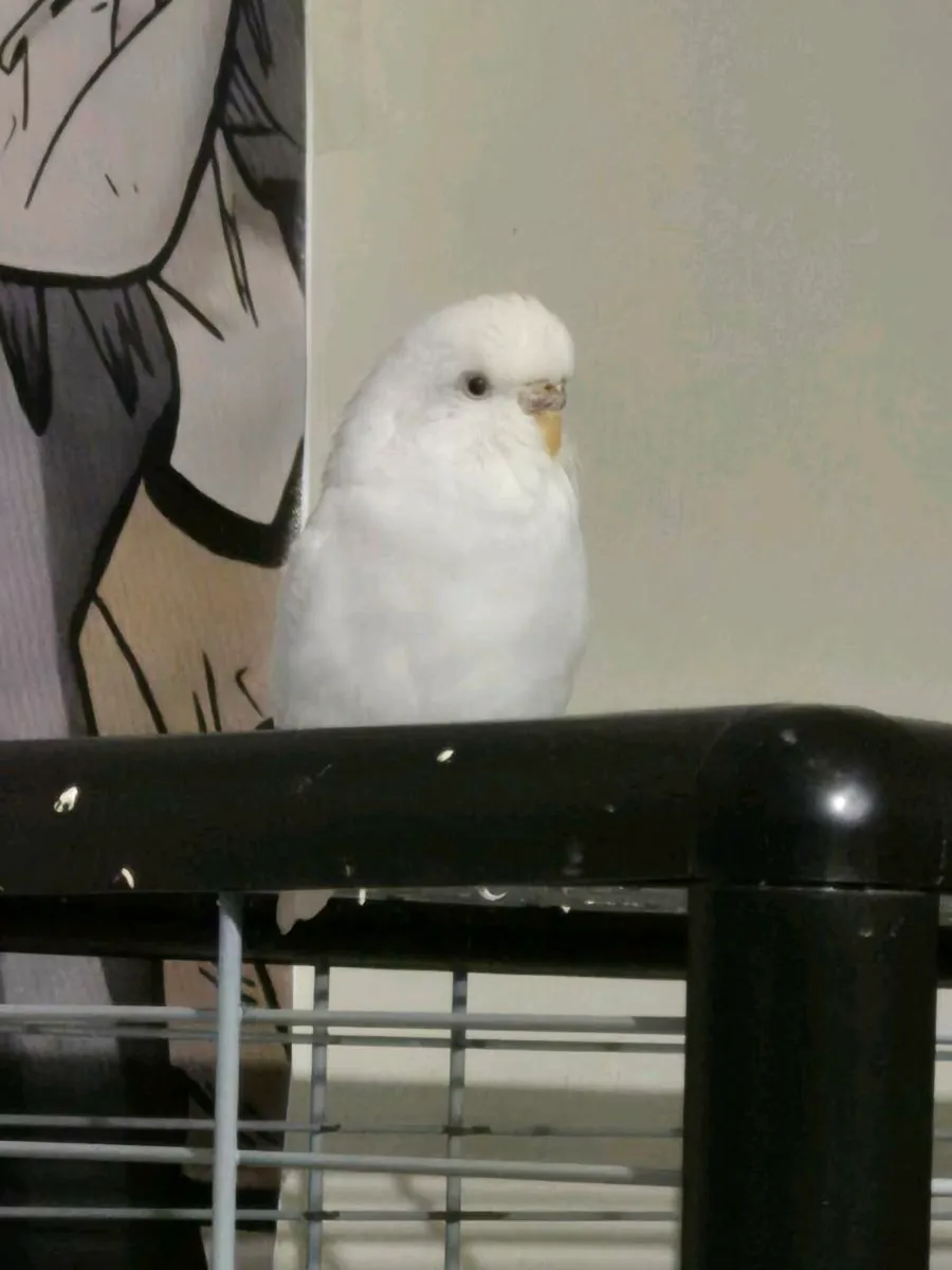 Healthy 3-Year-Old Budgie Full Cage & Accessories - Image 1