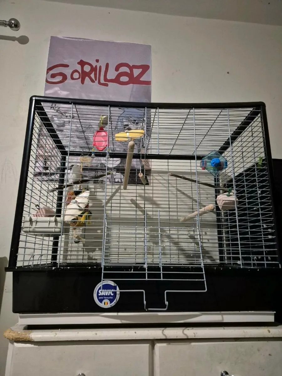 Healthy 3-Year-Old Budgie Full Cage & Accessories - Image 2