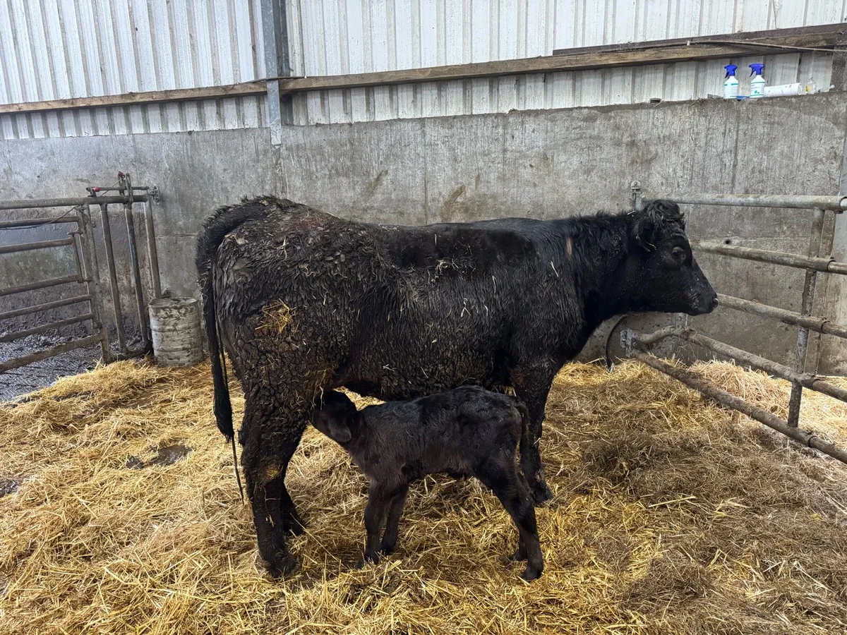 Angus Heifer with Angus Bull Calf - Image 1