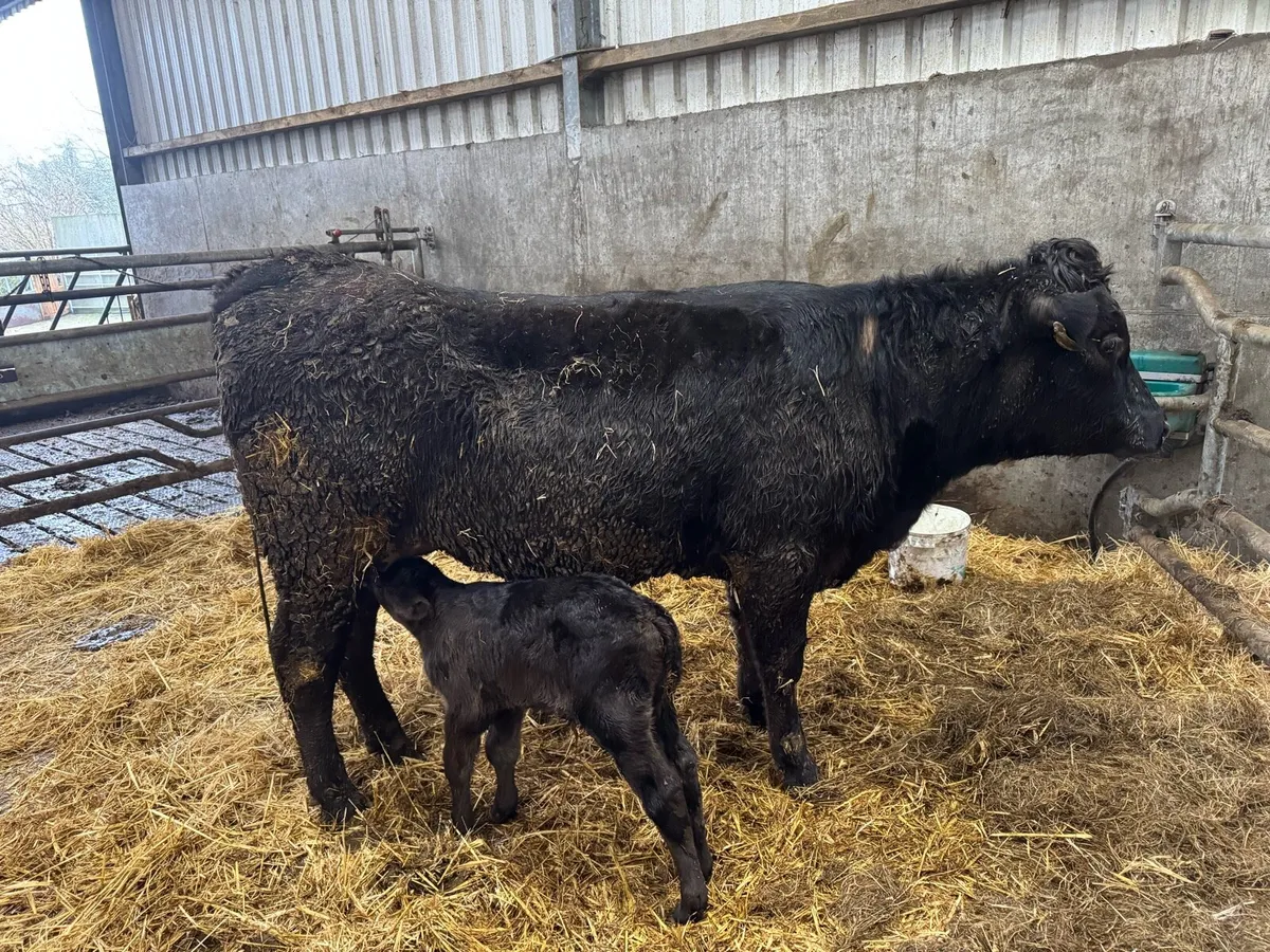 Angus Heifer with Angus Bull Calf - Image 2