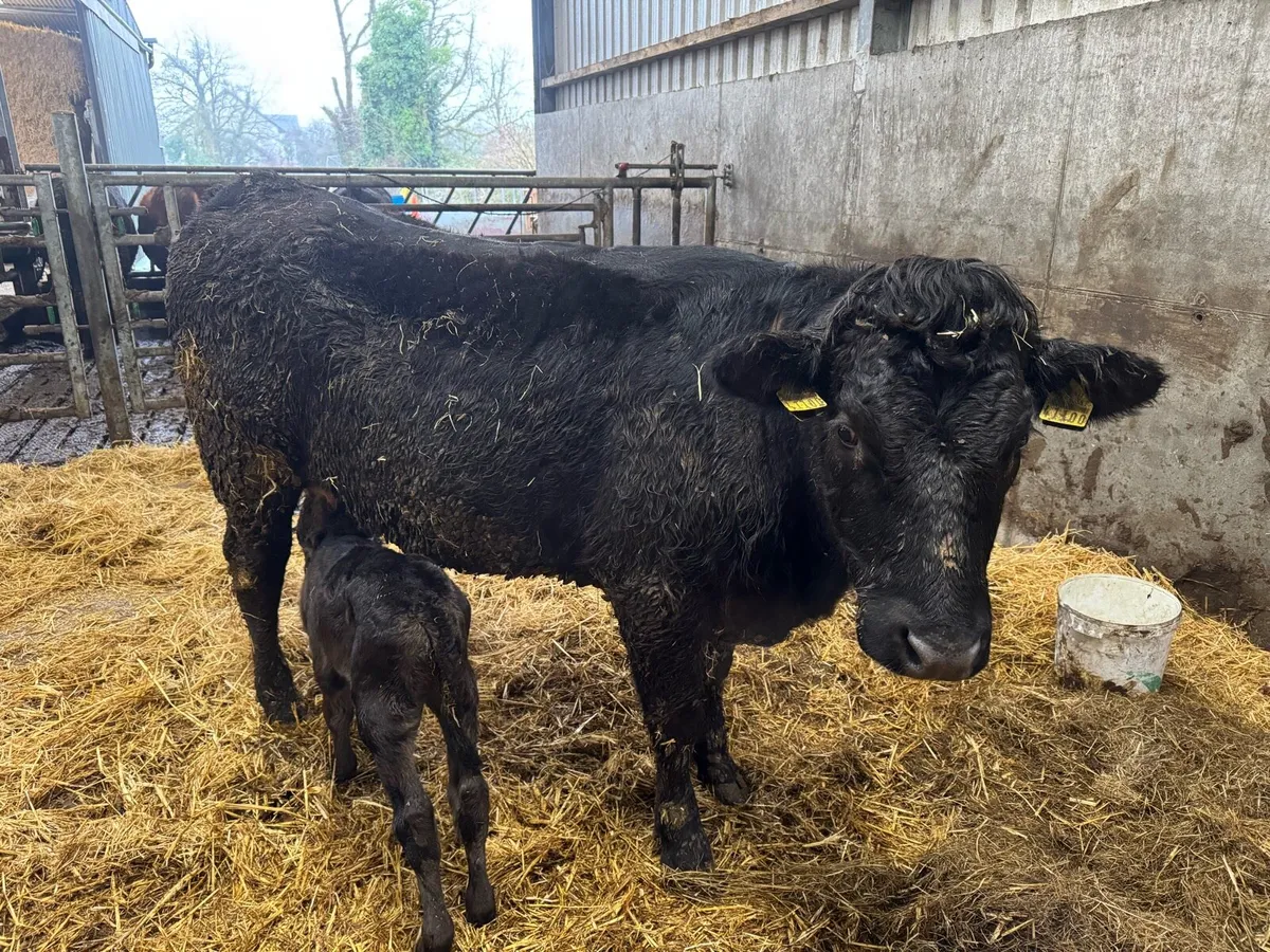Angus Heifer with Angus Bull Calf - Image 3