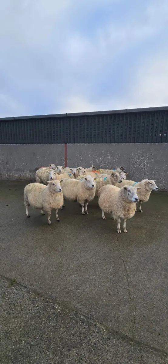 In lamb ewes to Charlollais 5 star Ram - Image 3