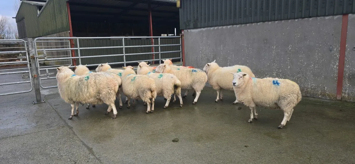 In lamb ewes to Charlollais 5 star Ram - Image 4