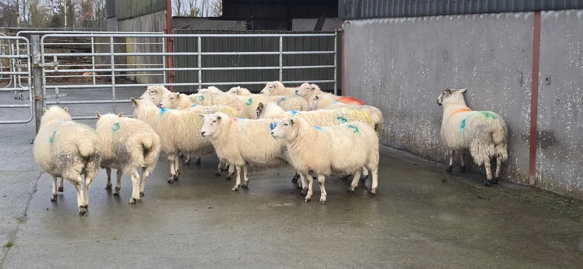 In lamb ewes to Charlollais 5 star Ram - Image 1