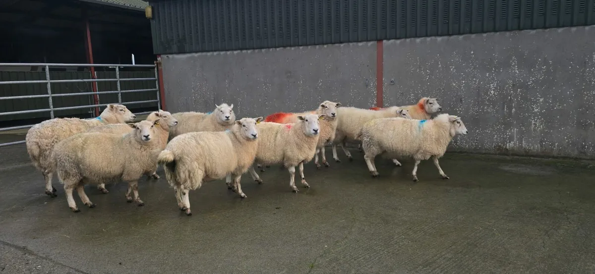In lamb ewes to Charlollais 5 star Ram - Image 2