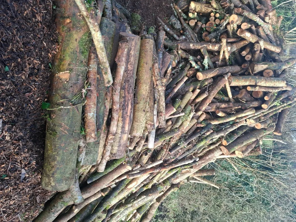 top quality ash firewood for sale - Image 1