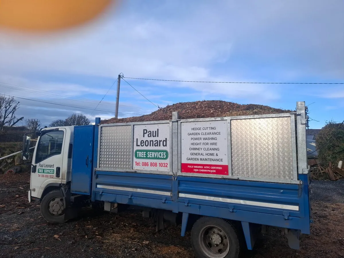 top quality ash firewood for sale - Image 2