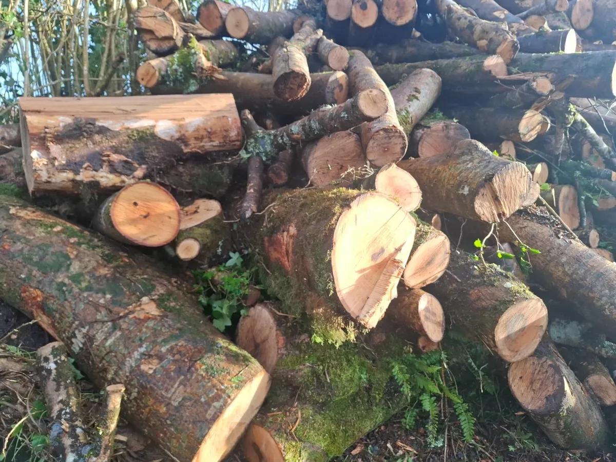 top quality ash firewood for sale - Image 3