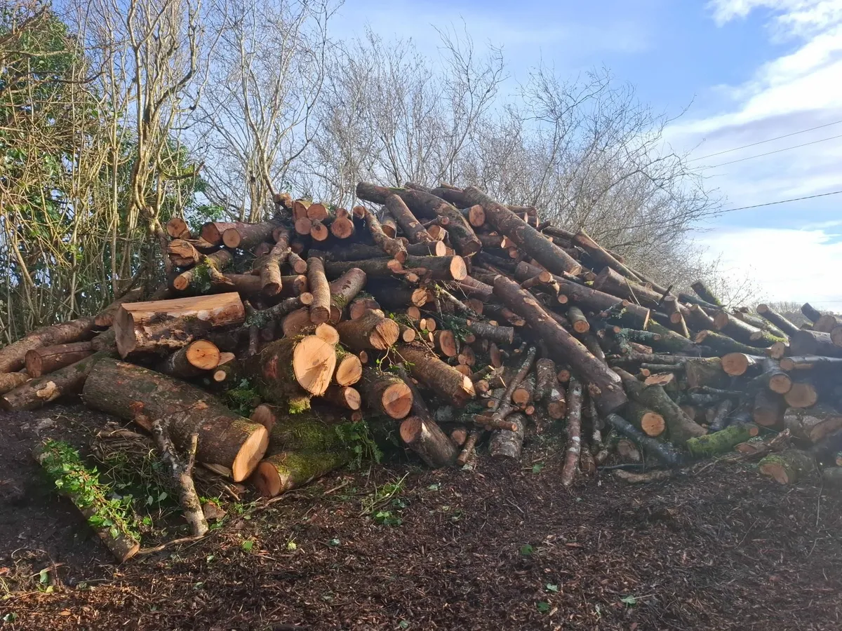 top quality ash firewood for sale - Image 4