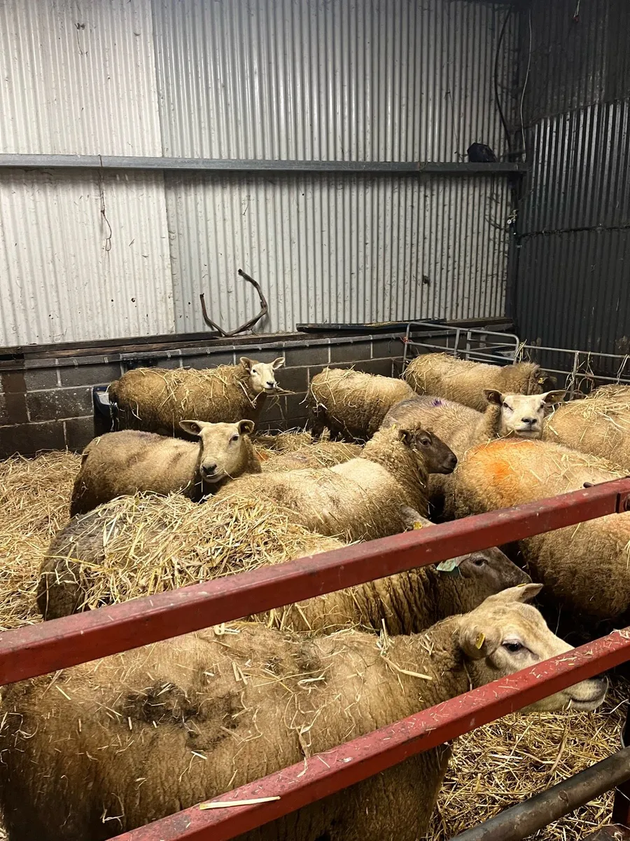 Springing ewes for sale - Image 1
