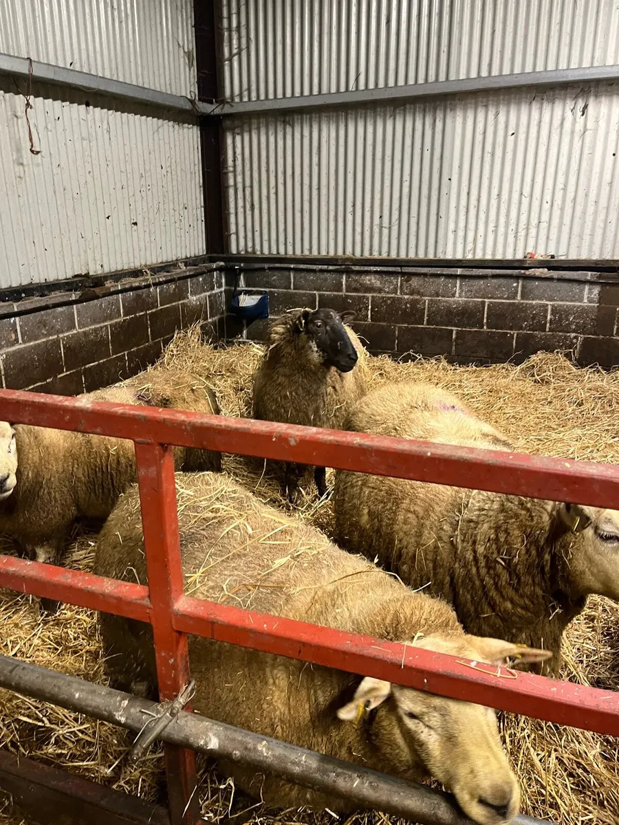 Springing ewes for sale - Image 2