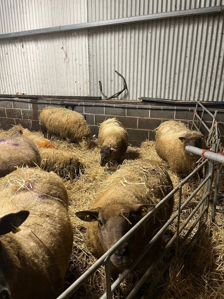 Springing ewes for sale - Image 3