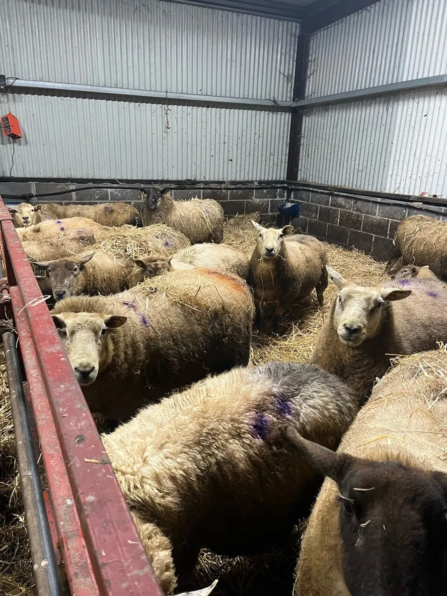 Springing ewes for sale - Image 4
