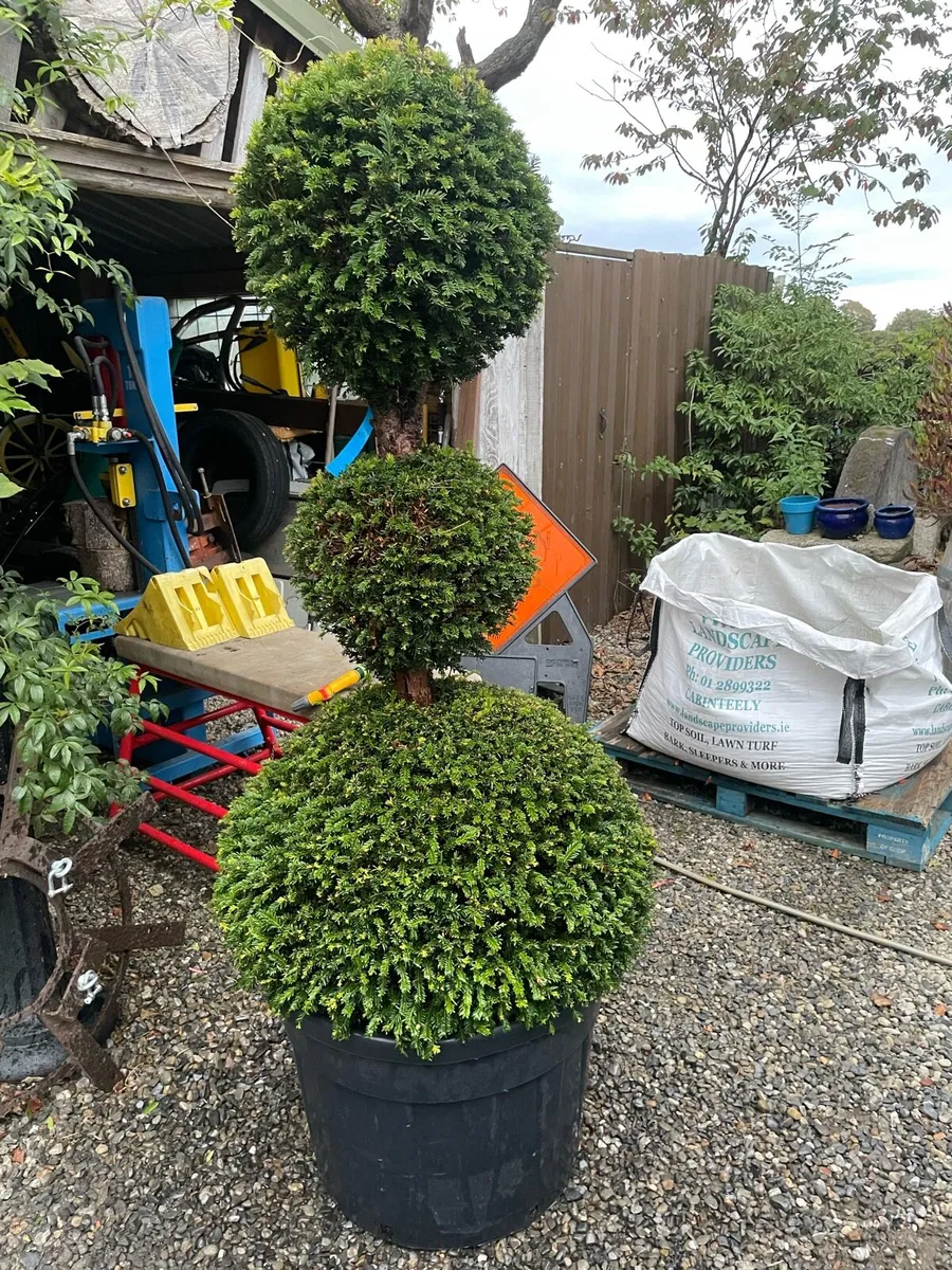 Yew, topiary / multiple stem. Triple ball - Image 4