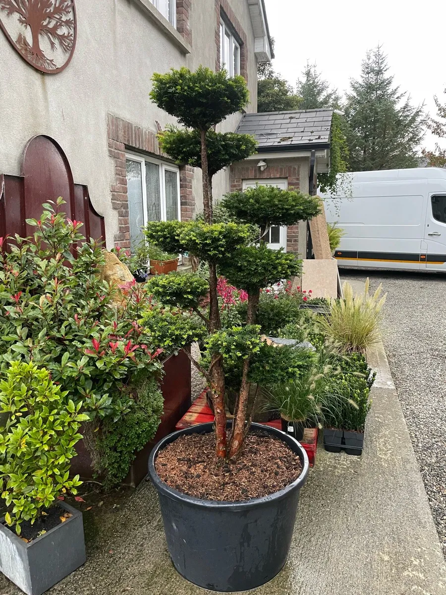Yew, topiary / multiple stem. Triple ball - Image 1