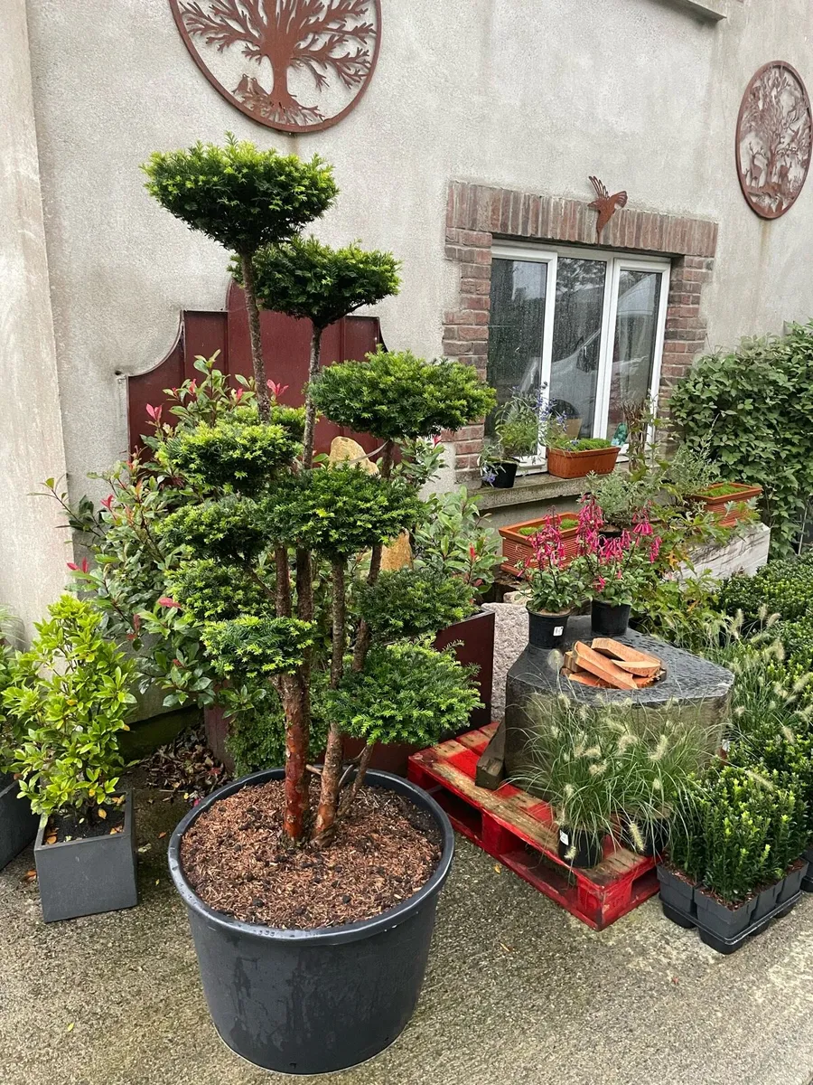Yew, topiary / multiple stem. Triple ball - Image 2
