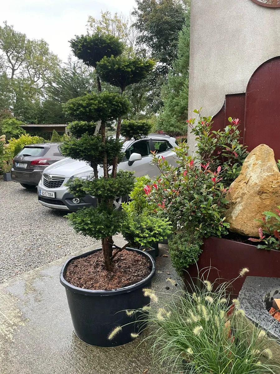 Yew, topiary / multiple stem. Triple ball - Image 3