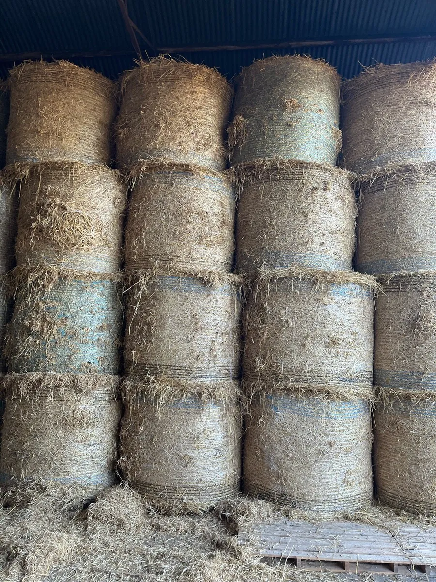 Barley straw - Image 1