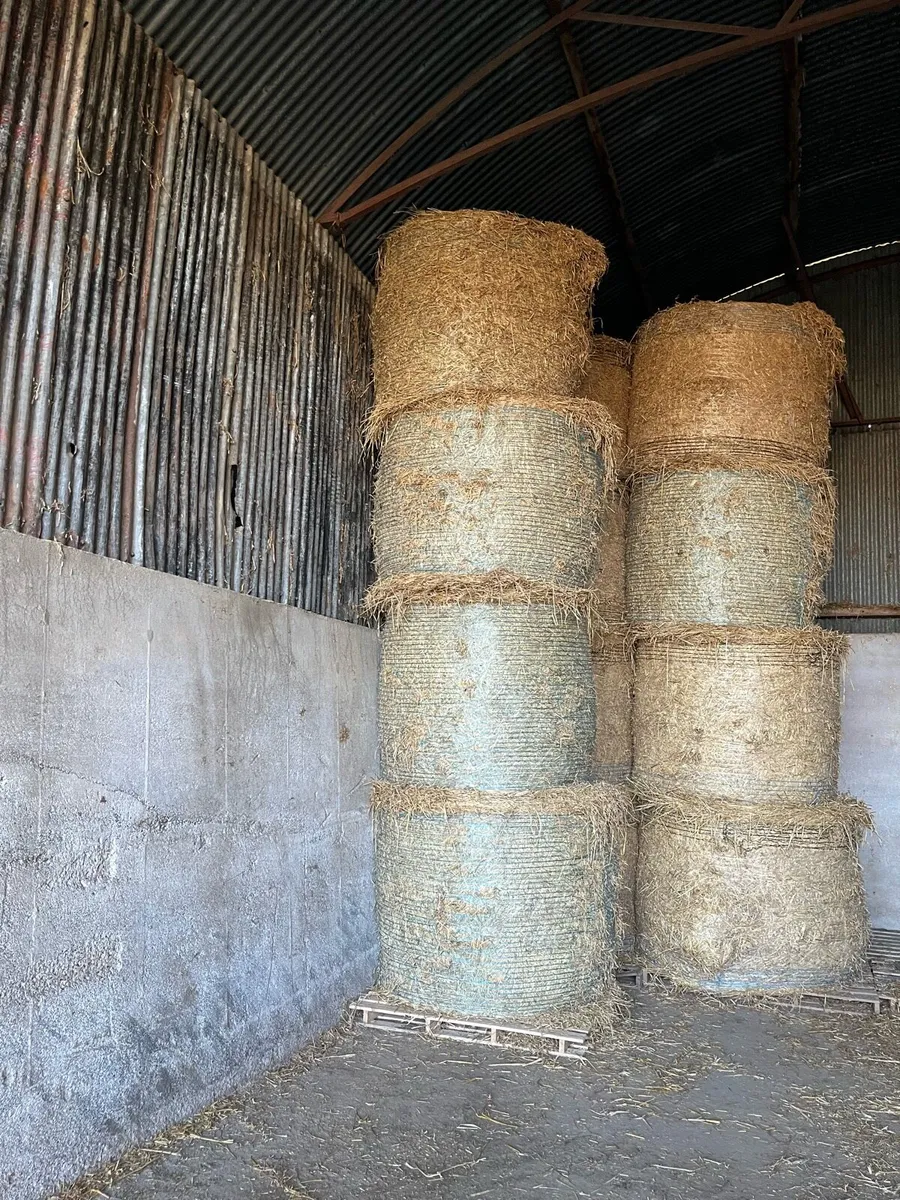 Barley straw - Image 2