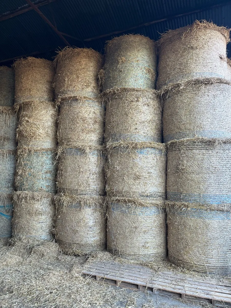 Barley straw - Image 3