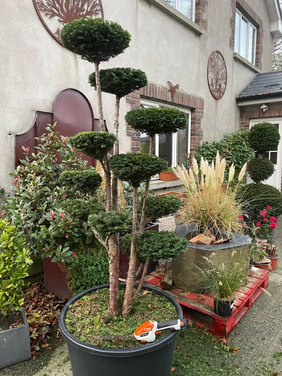 Yew, topiary / multiple stem. Triple ball - Image 1
