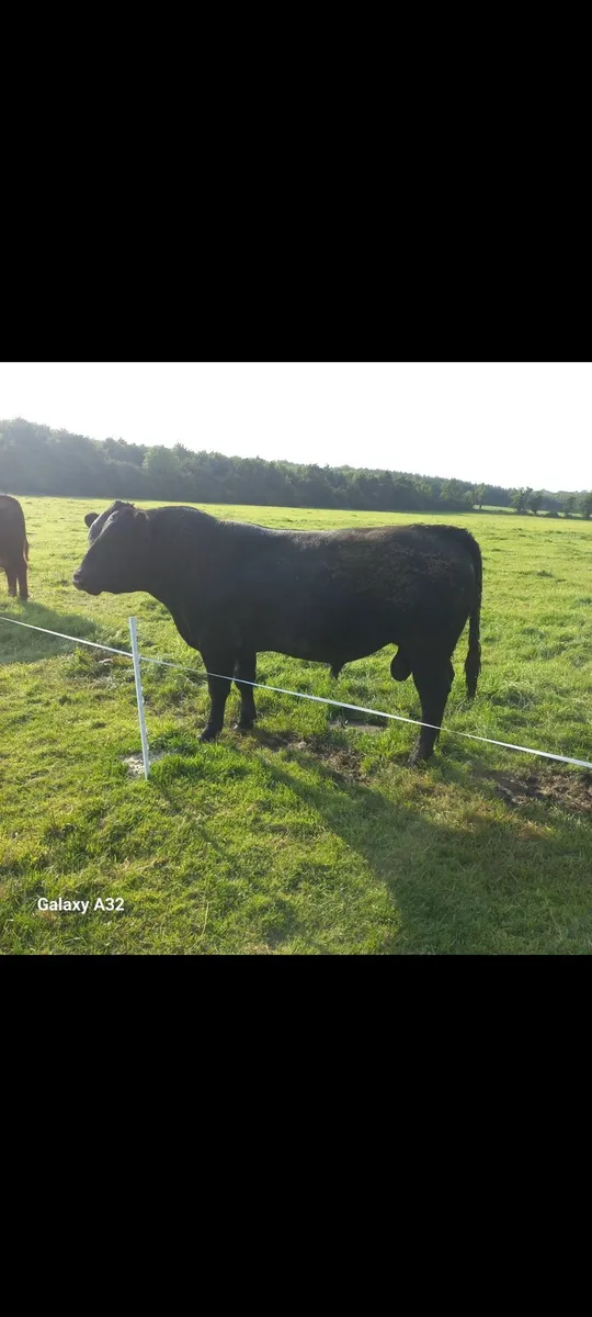 PB angus bulls - Image 1